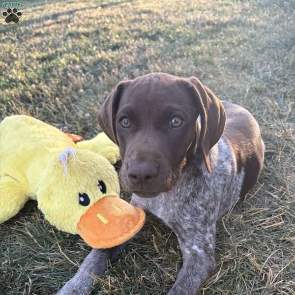 AnnaLee, German Shorthaired Pointer Puppy